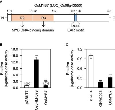 OsMYB7 determines leaf angle at the late developmental stage of lamina joints in rice